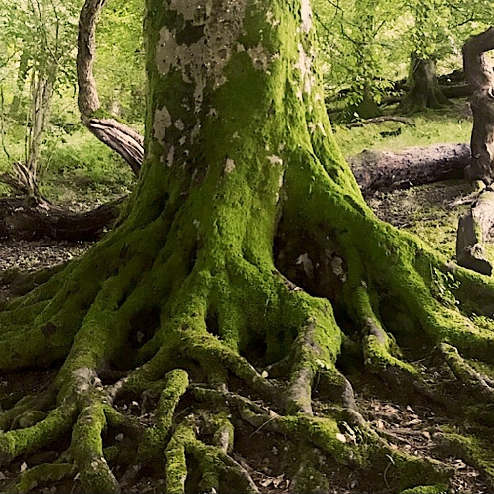 Roots Rising